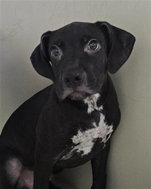Jetson - Pit Bull Terrier
