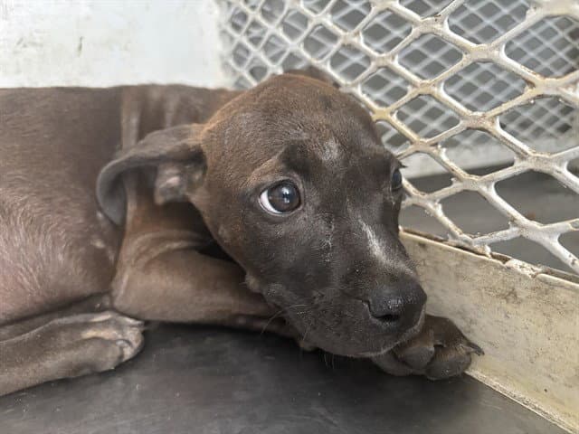 Jupiter - Pit Bull Terrier