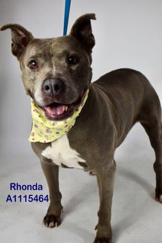 Rhonda - Pit Bull Terrier