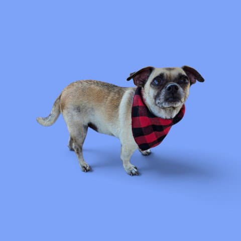 Butter Cup - Chihuahua