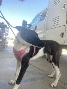 Nora image 1