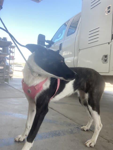 Nora - Collie