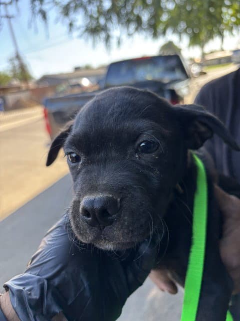 Mario - Pit Bull Terrier