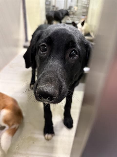 Bless - Labrador Retriever
