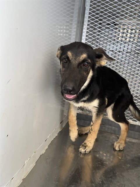 Bubbles - German Shepherd Dog