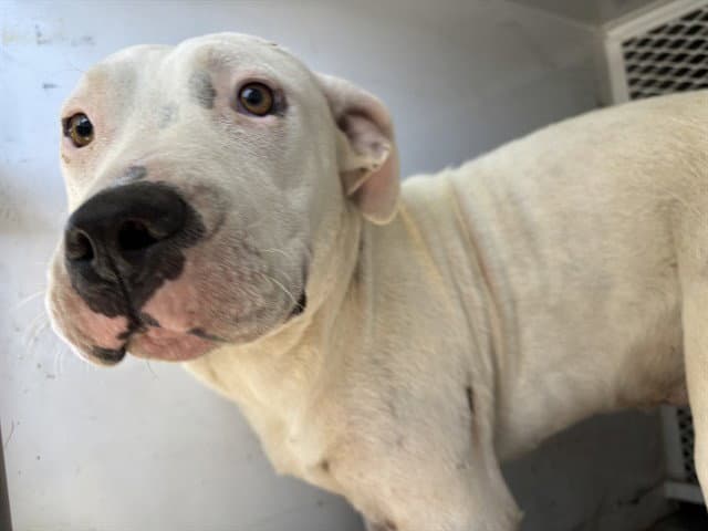 Cheese - Pit Bull Terrier