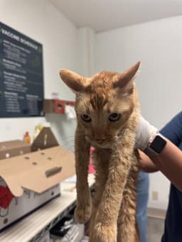 Garfield image 1