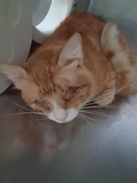 Old Hero - Domestic Medium Hair