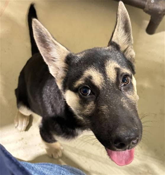 Lee - German Shepherd Dog