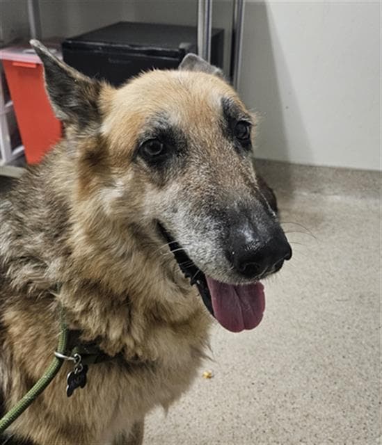 Alberta - German Shepherd Dog