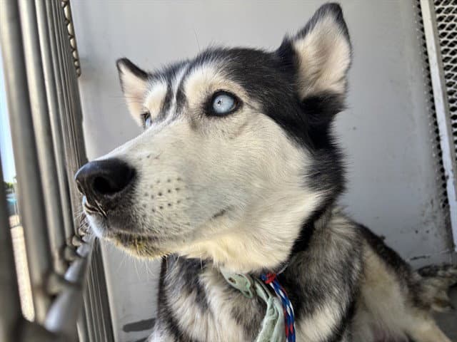 Love Bug - Siberian Husky
