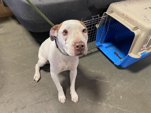 Peach - Pit Bull Terrier