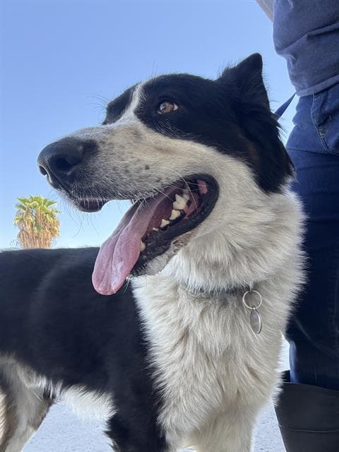 Bruce - Border Collie