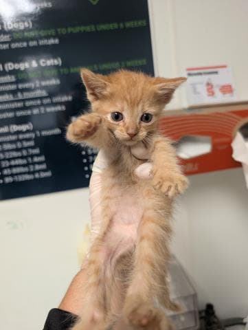 Lazer - Domestic Short Hair