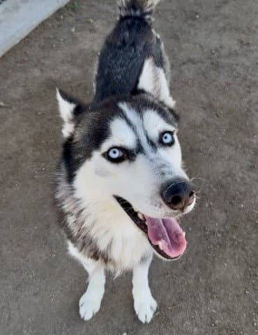 Blue - Siberian Husky