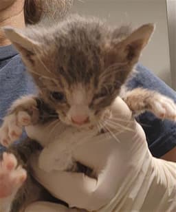 Finn image 1