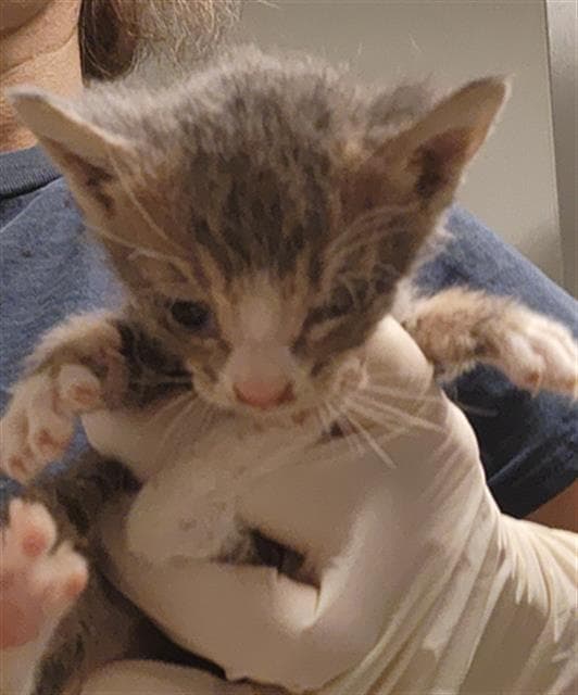 Finn - Domestic Short Hair