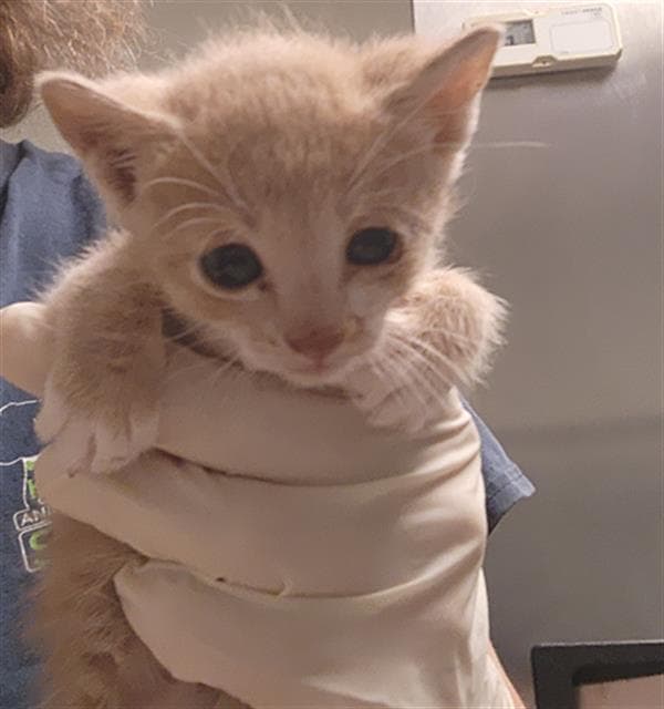 Jake - Domestic Short Hair