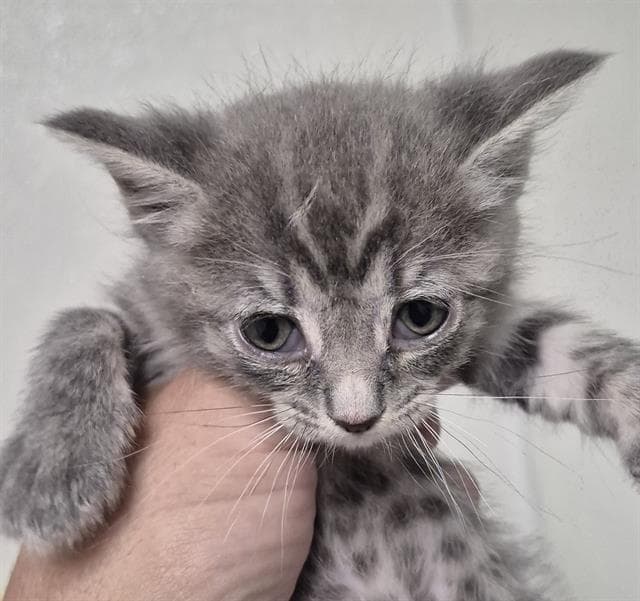 Moondaz - Domestic Short Hair