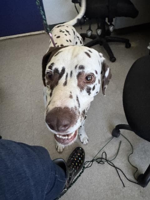 Oliver - Dalmatian