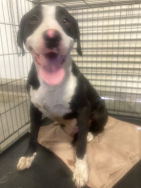 Timex - Pit Bull Terrier