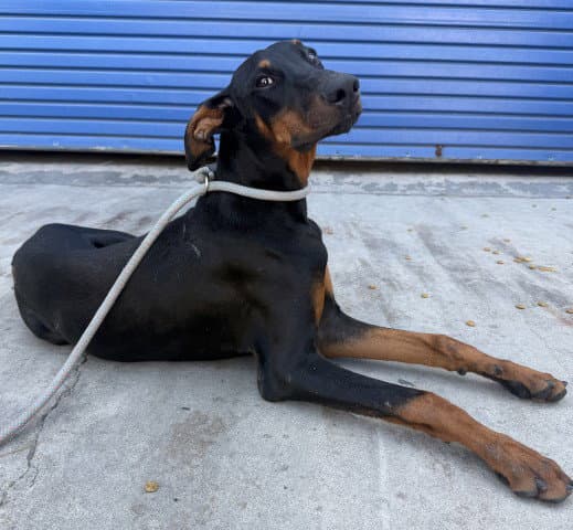 Turbo - Doberman Pinscher