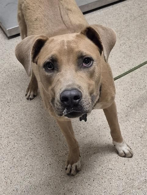 Quincy - Pit Bull Terrier