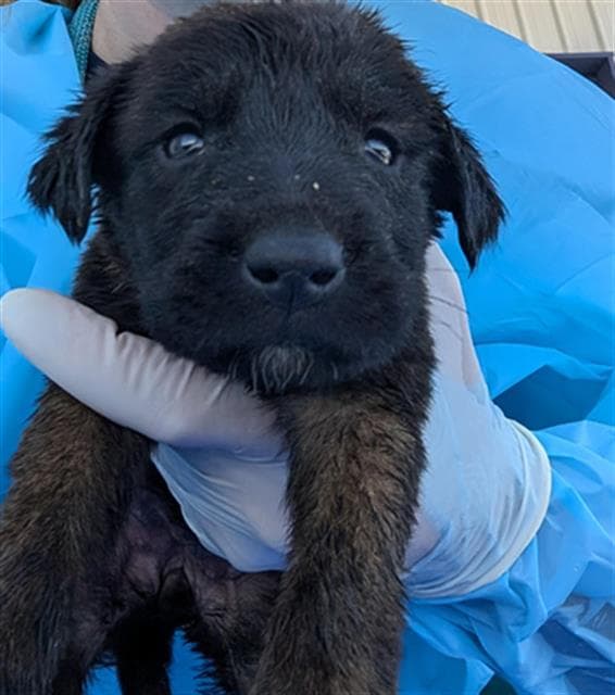 Gaz - Labrador Retriever