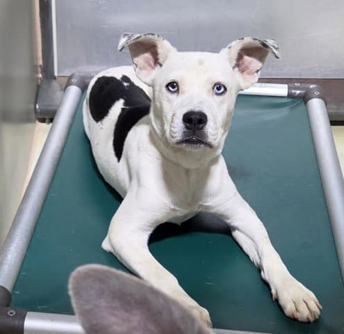 Miss Moo - Pit Bull Terrier