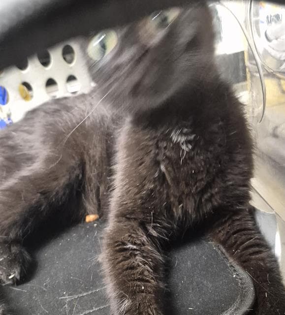 Mom - Domestic Short Hair