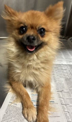 Bocephus - Pomeranian