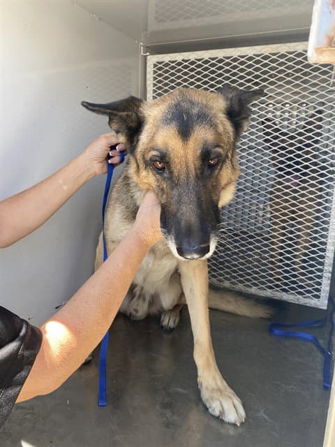 Jack - German Shepherd Dog