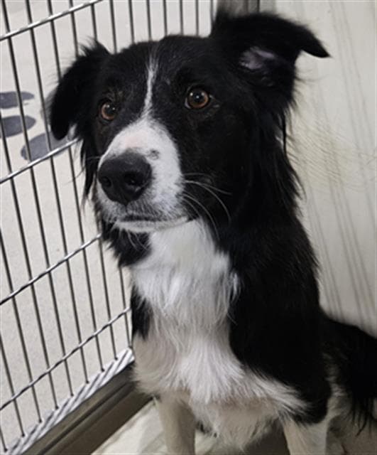 Anna - Border Collie