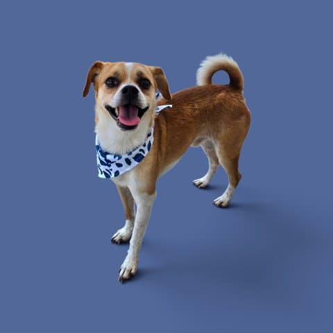 Teddy - Chihuahua