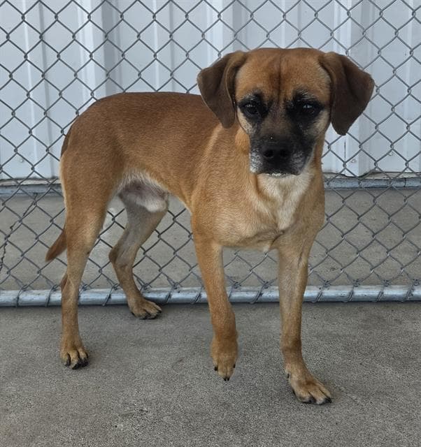 Thompson - Chihuahua