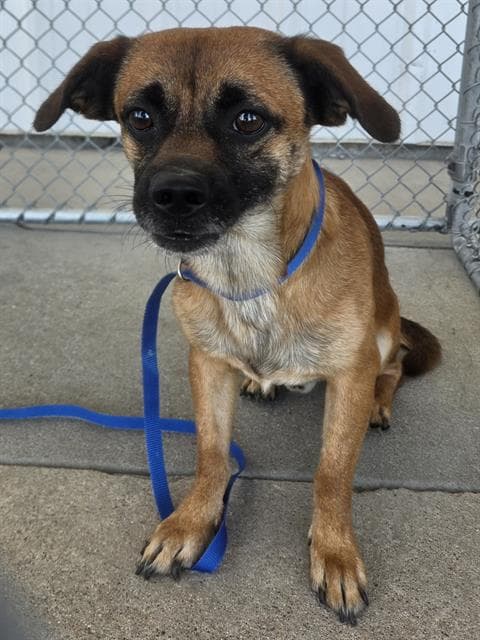 Thatcher - Chihuahua