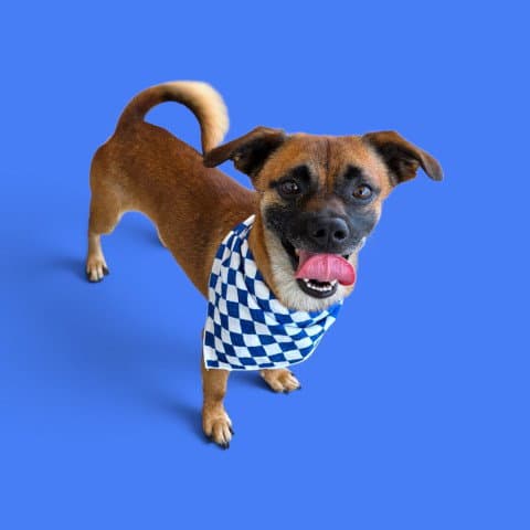 Thatcher - Chihuahua