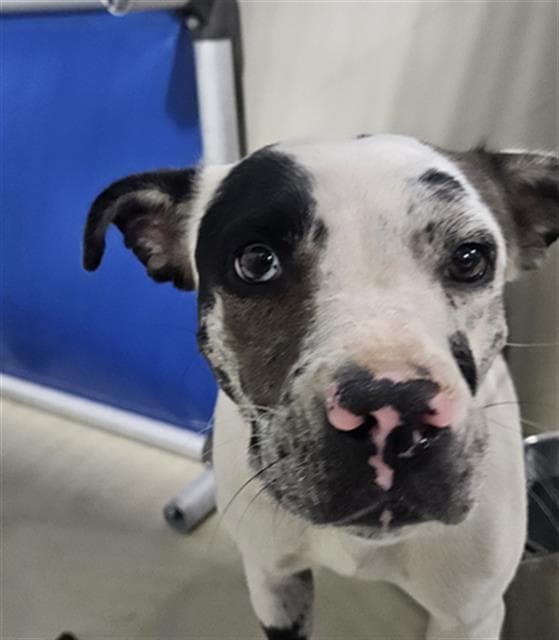 Sweetie Belle - Pit Bull Terrier