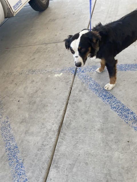 Panda - Australian Shepherd