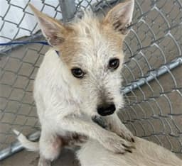 Theodore image 1
