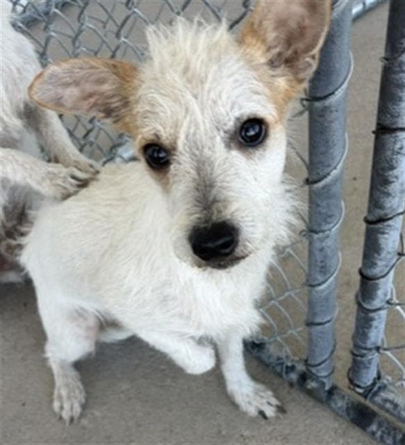 Simon - Chihuahua