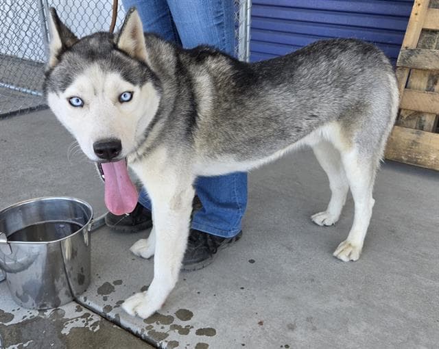Harry Houdini - Husky