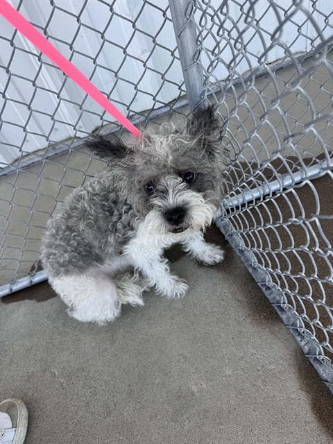Lil Grey - Poodle (Miniature)