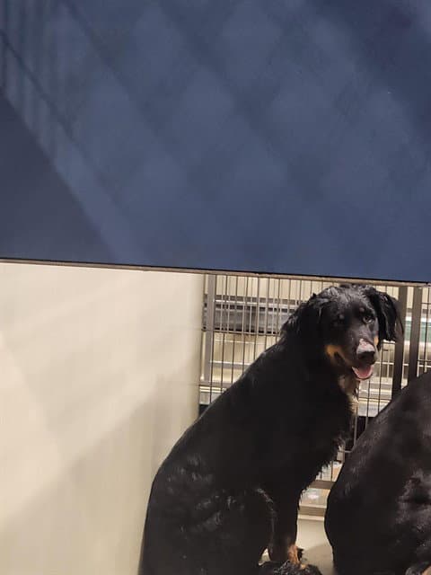Dolly - Australian Shepherd