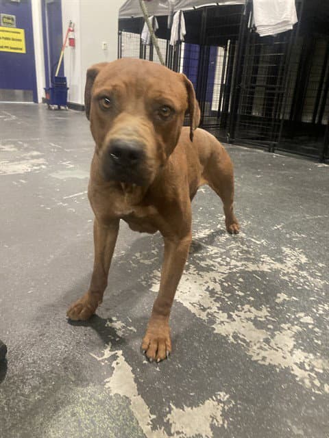 Chapo - Pit Bull Terrier