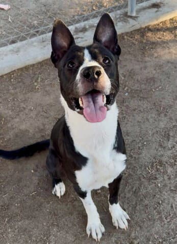 Jethro - Staffordshire Bull Terrier