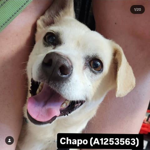 Chapo - Chihuahua