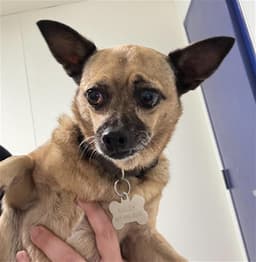 Bailey image 1