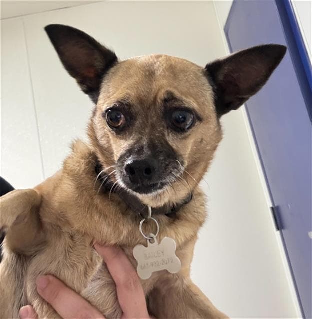 Bailey - Chihuahua