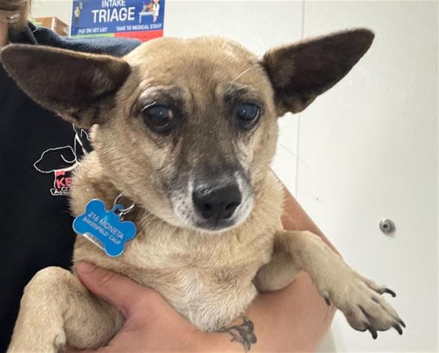 Brownie - Chihuahua